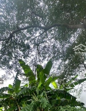 bán lô đất rẻ nhất khu dân cư gia hoà q9 chỉ 12tỷ/100m2 cách huy cận 30m. lh0938078363