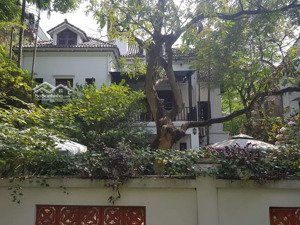 biệt thự quảng an tây hồ 500m2, 3 bước ra hồ tây
- 125tỷ