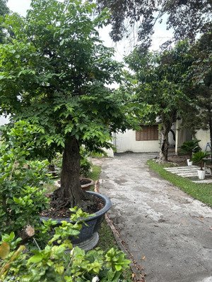 cho thuê mặt tiền kinh doanh phường bình thọ thủ đức