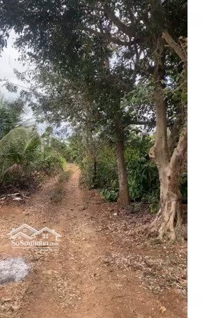 đất rẫy hẻm tỉnh lộ 5 xã cư ebur nay là phường buôn ma thuột