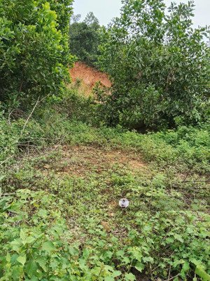 hàng giá rẻ đẹp tại kỳ sơn thủy nguyên hải phòng - 115m2 sẵn sổ