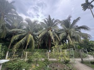 bán đất ấp vĩnh phú, xã vĩnh kim, huyện châu thành, tỉnh tiền giang