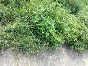 bán đất 55m2 mt 4 đường 4 tại đường 23, tiên dương, đông anh, 4,98 tỷ,đất vuong vắn đẹp