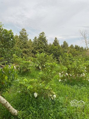 bán đất mương điều, mỹ lợi a, cái bè