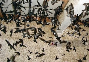 bán nhà đường đa mặn 6_có dòng tiền cho thuê sẳn 25triệu/tháng + dòng tiền thu hoạch yến 120tr/th