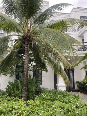 cho thuê bt siêu hot tại đt 822, 15 triệu, 217m2, 3pn, 4wc, 3 tầng, tân mỹ, đức hòa, long an