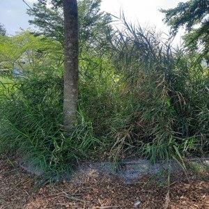 chính chủ cần bán nhanh lô đất đẹp long thới nhà bè!