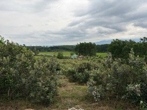 bán trang trại, khu nghỉ dưỡng tại xã hòa nhơn, hòa vang, đà nẵng, 8,5 tỷ, 8000m2, view đẹp!