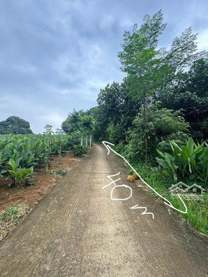 lô đất nghỉ dưỡng khánh thượng, ba vì cách tt hà nội 60km, trên đất trồng full mít, gần đường lớn