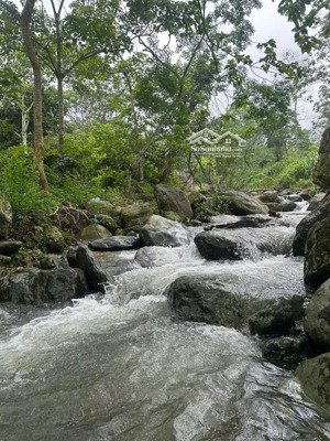 siêu hiếm, lô đất bám suối chảy quanh năm tại yên bài ba vì, 1,8ha chỉ nhỉnh 2tr/m2