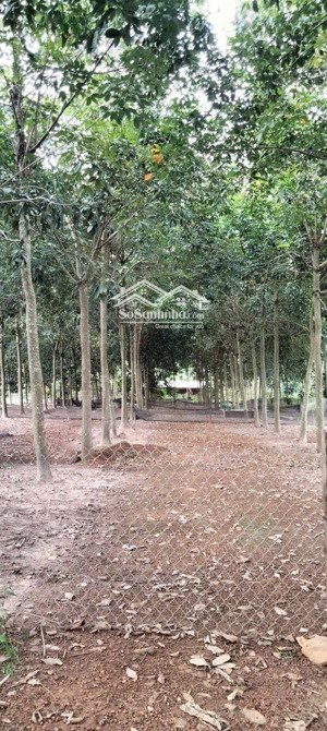 cần bán lô đất trồng cây lâu năm 3187m2 thị xã bình long, tỉnh bình phước.