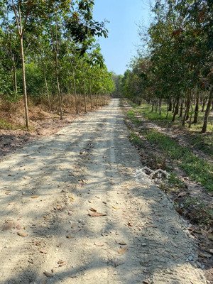 duy nhất 800 triệu sở hữu hơn 1.000m2 sổ hồng tại long tân, dầu tiếng - sát khu công nghiệp