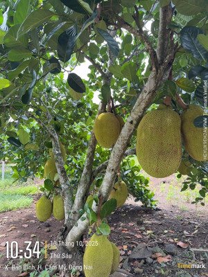 đất đẹp tại tỉnh lộ 765b, bảo bình, cẩm mỹ, đồng nai giá cực chất 2,8 tỷ, 5000m2