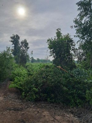cho thuê gấp đất 20.000m2 tại tỉnh lộ 838b, mỹh lộ 838b, mỹ bình, đức huệ, long an, giá 5 triệu vnd