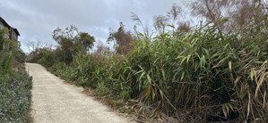 cho thuê đất 5000m2 tại xuân thọ, đà lạt, 5 triệu vnd, view đẹp, uy tín