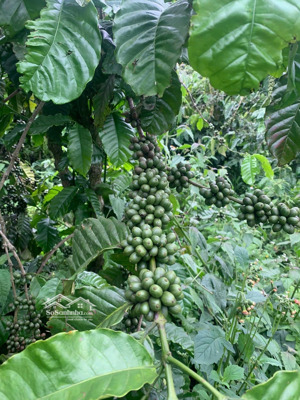 bán vườn cà phê tặng nhà cấp 4 tại xã tân hội, tỉnh lâm đồng. diện tích 7600 m2, thổ cư 150 m2