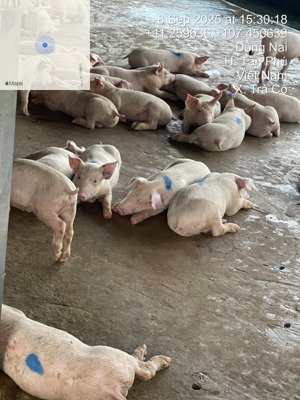 bán hơn 2 ha đất trại heo tại tân phú, đồng nai