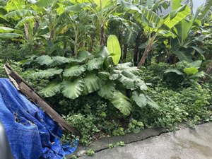 bán đất ỷ lan đặng xá dt 45m2 lô góc ô tô vào nhà phân khúc hữu hạn