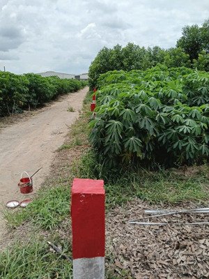 bán đất trồng cây lâu năm 1000m2, giá 2,8 tỷ