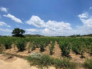 bán đất tại xã đông thanh, lâm hà, lâm đồng, giá cực chất 700 triệu, 230 m2