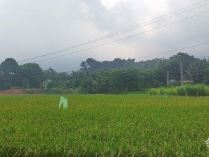 đất nghỉ dưỡng ở trung tâm xã minh quang với đầy đủ tiện ích