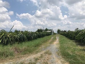 bán đất trồng thanh long chính chủ hàm cường, hàm thuận nam, bình thuận