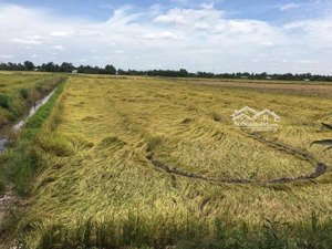 bán đất ruộng tại phường vị thanh, tp cần thơ (hậu giang cũ), giá 3,4 tỷ, diện tích 8867m2
