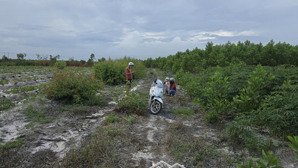 bán 3474m2 đất mặt tiền kênh mương chuẩn bị đổ nhựa xã tân bình, lagi giá 800 triệu