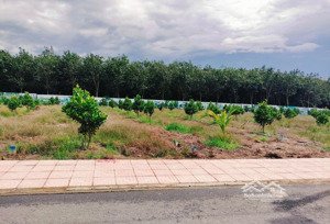 cần bán vườn mít mặt tiền nhựa 8m ngay tp. đồng xoài, hơn 20 gốc mít đang thu hoạch, giá 420tr