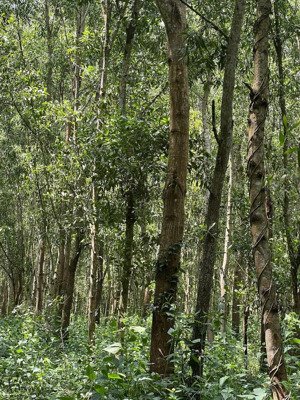 3ha2 keo thanh hoà, bù đốp 40m mặt tiền nhựa 2.5m