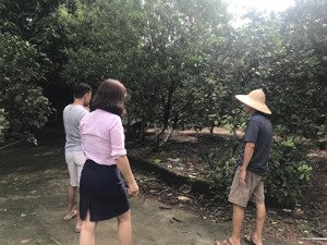 bán đất thôn 7, ba trại, giá cực chất 15 tỷ, 6000 m2