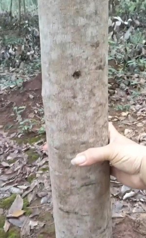 bán hơn 2ha vườn cao su thanh hòa, bù đốp