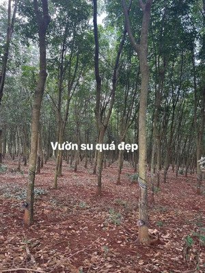 bán vườn cao su đang cạo kéo xã thanh hòa, bù đốp