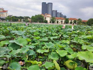 siêu mặt phố đi bộ trịnh công sơn, 178 m2, mặt tiền 9m, hotel, apartment... hot 98 tỷ!