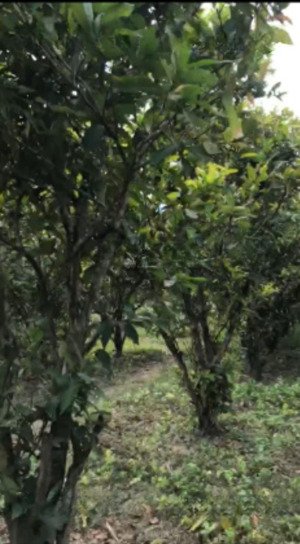 bán 75.000m2 đất chn và cln. nằm trong khu dân cư, có thể chuyển lên đất ở cặp ngay cao tốc bắc nam