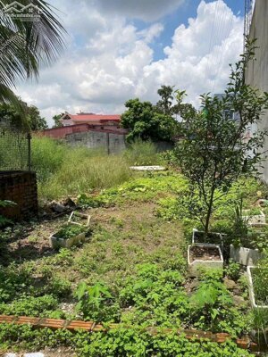 Bán đất Vân Tra An Dương Hải Phòng