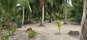 nhà vườn 9522m2 mặt sông ông mai, cách quận 7 bán kín 4km. giá 1.6tr/m2. sổ riêng sang tên ngay