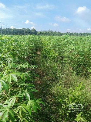 bán 1 mẫu đất bên hòa hội, tây ninh cách nhựa 900m, khu dân cư