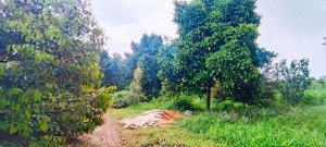 950 triệu /1000 m2, 3245m2, 100m2 tc vườn sầu riêng, măng cụt, bơ, dâu, nhà cấp 4 cạnh ql 56 tphcm