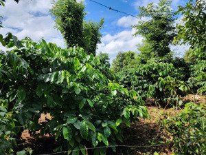 bán 4,1 ha cà phê xen tiêu, sầu riêng có nhà ở, đất đỏ bằng đẹp tại gia lai