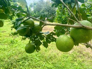 đất vườn có thổ cư bình lộc, sẵn cây ăn trái