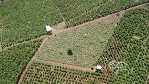 chính chủ kẹt tiền cần bán đất bảo lâm - ngay bảo lộc