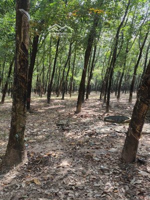 bán đất lộc tấn, lộc ninh, bình phước, lh 