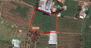 bán đất nông nghiệp tại thôn thắng lợi, hàm thắng, hàm thuận bắc, 2,5 tỷ, 2100m2 (thương lượng)