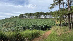 chỉ 3.5 tỷ sở hữu ngay 6200m2 đất với 140m mt đường giáp thông, cách tl725 800m sh lh : 