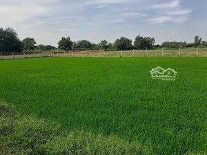 bán đất lúa tại xã thái mỹ, củ chi, hồ chí minh, 6 triệu / m2, 2500 m2, pháp lý đầy đủ