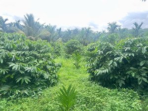 bán rẫy 2.3ha có nguồn thu ổn định, gần đập nam xuân