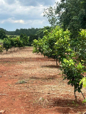 ông anh cần tiền bán gấp vườn mít 1000m2 giá 130tr