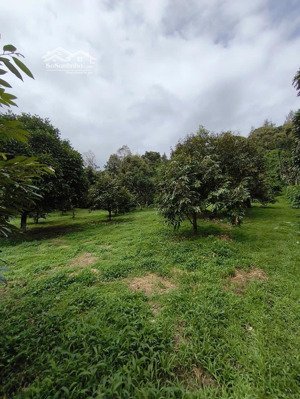 bán gấp lô đất vườn trái cây siêu đẹp. giáp sông đại bình, 1 ha giá 9 tỷ, hợp làm khu nghỉ dưỡng