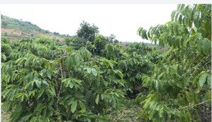 cho thuê đất trồng cây tại liên hà, lâm hà, lâm đồng, 45,5 triệu, 8000 m2